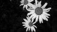 /album/galerie-photos/fleurs-noir-et-blanc-jpg/